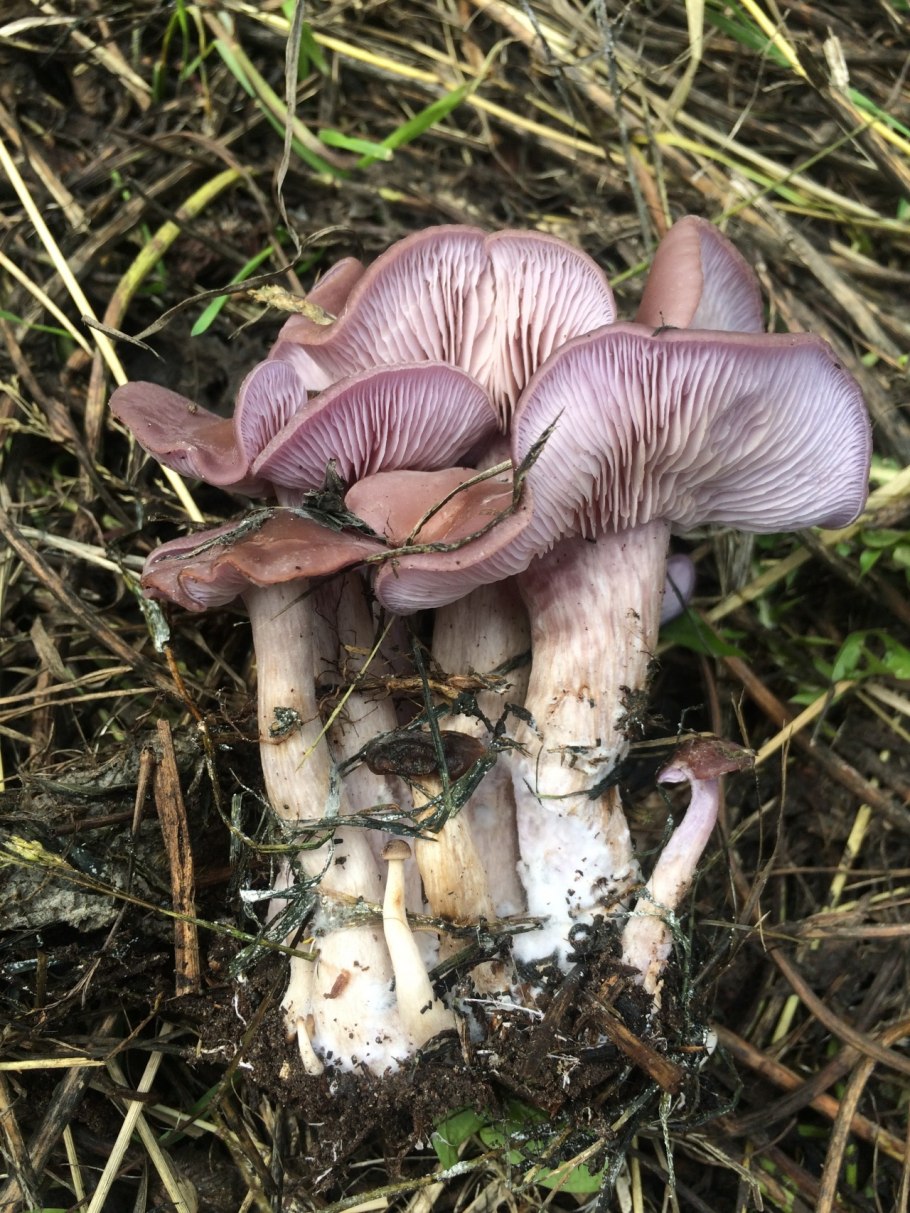 Рядовка серая Tricholoma portentosum.
