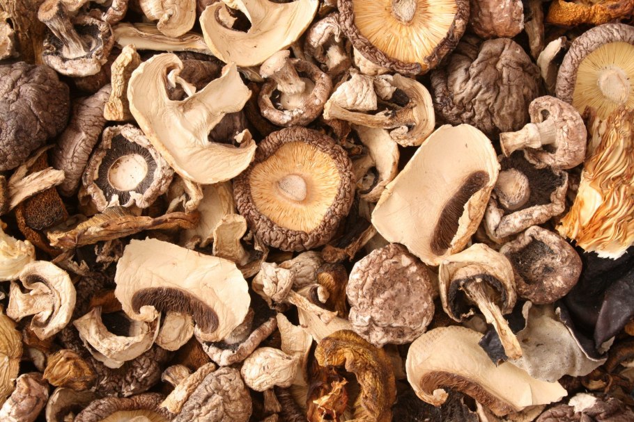 Сухие Лесные грибы