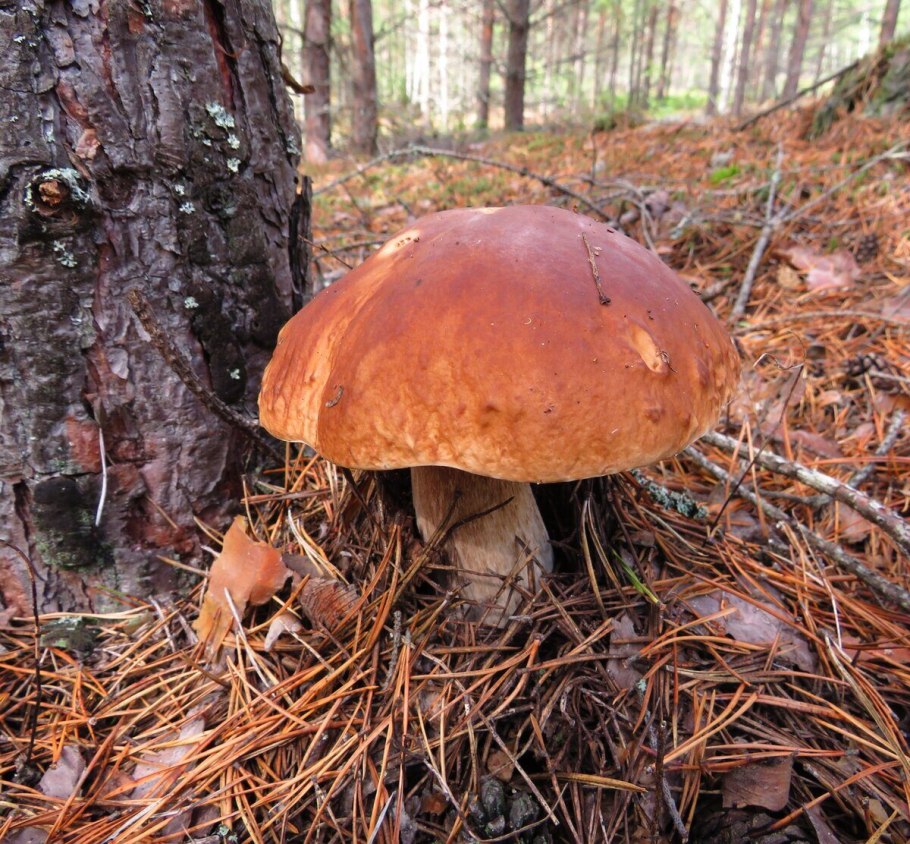 Боровик еловый и Сосновый