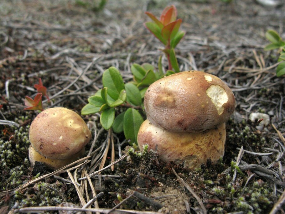 Боровые грибы в Ленинградской области