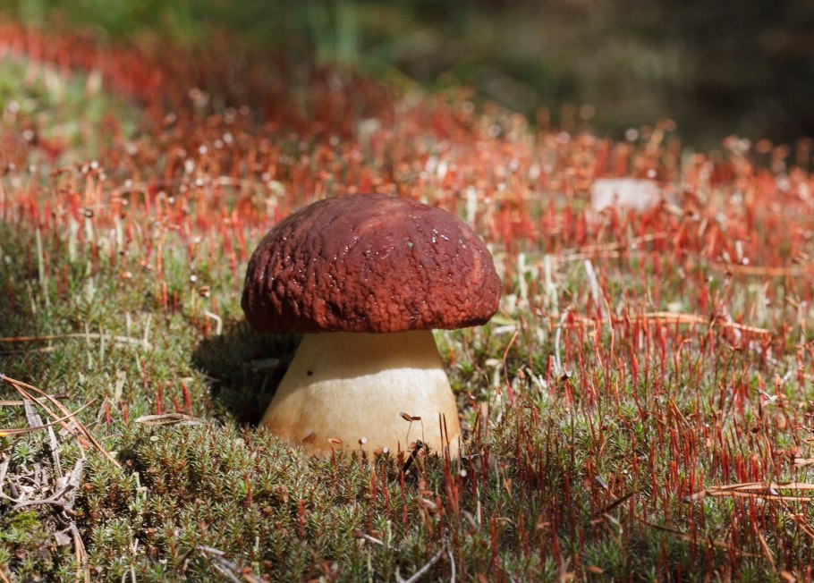 Грибная пора