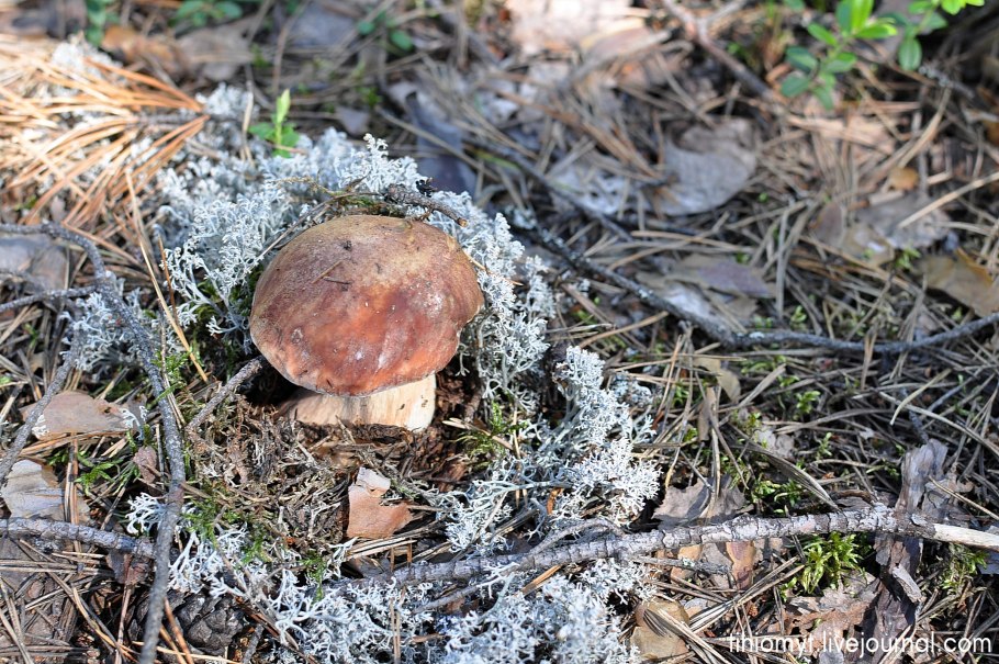 Грибы в Африке