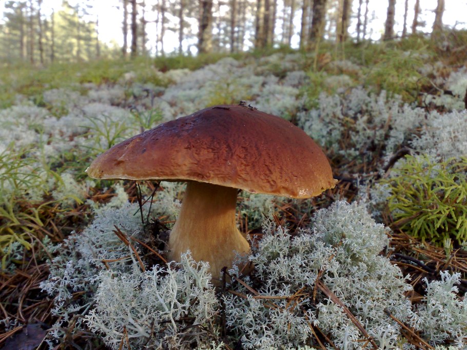 Боровик Сосновый