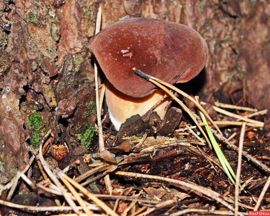 Боровой белый гриб