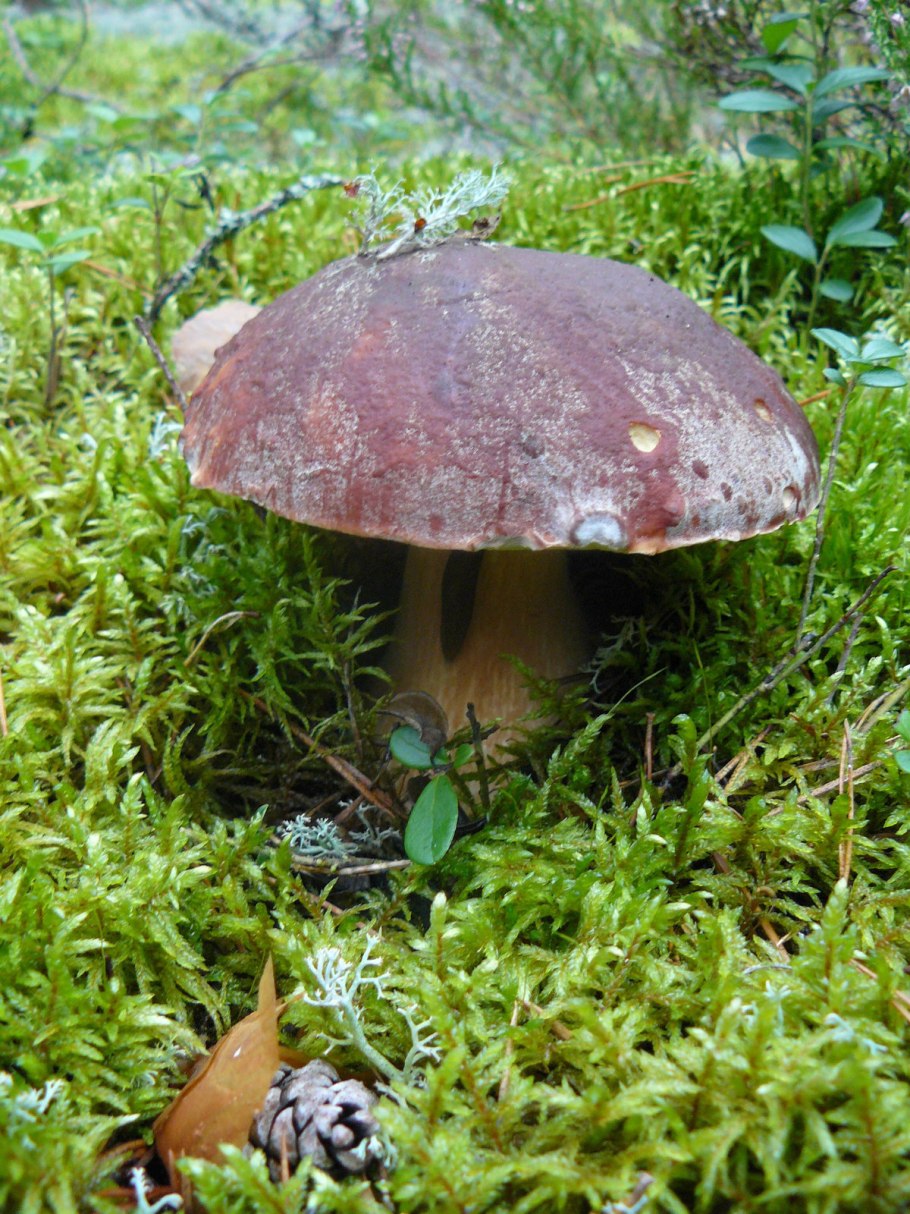 Грибы Кировской области