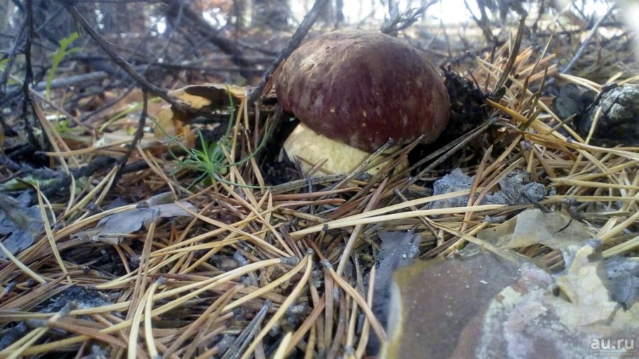 Грибы Киров