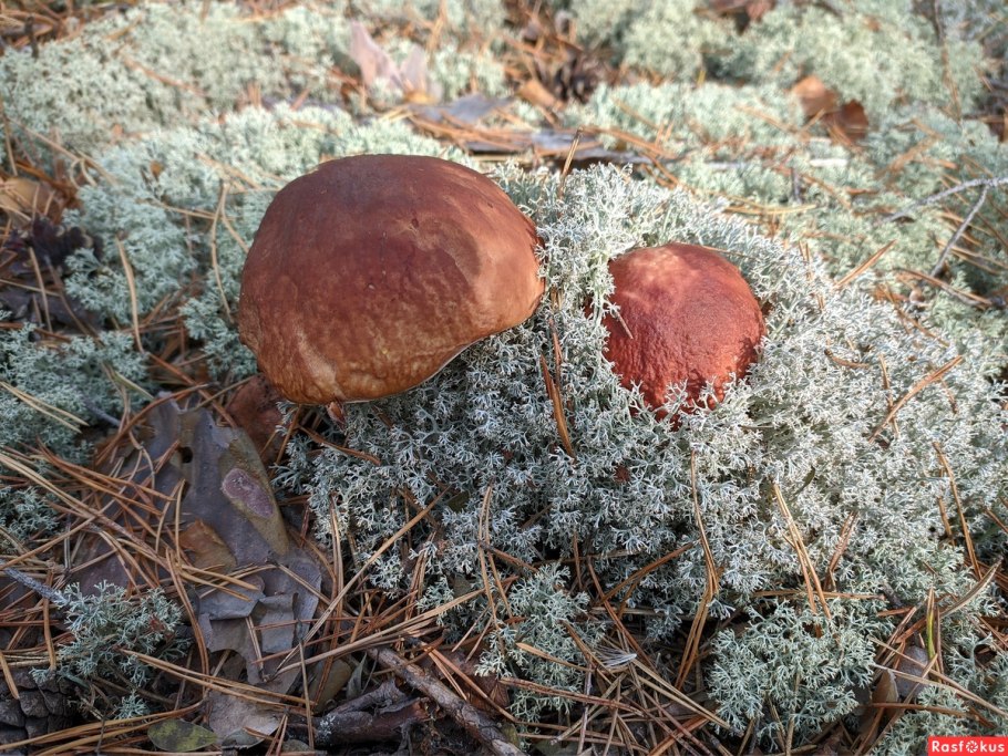 Польский гриб Боровой