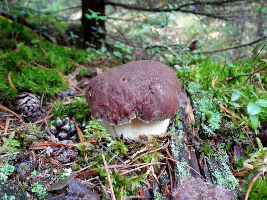 Белый гриб Сосновый