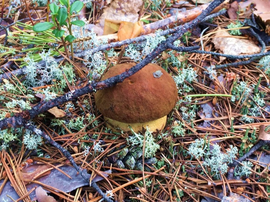 Грибы Boletus edulis