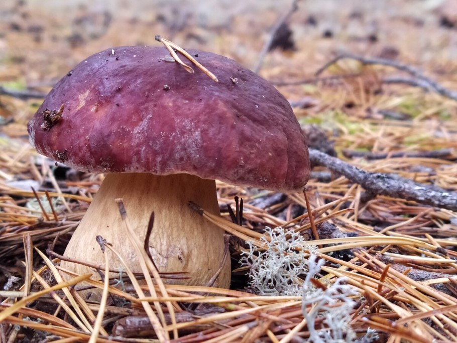 Путник белый гриб Боровой