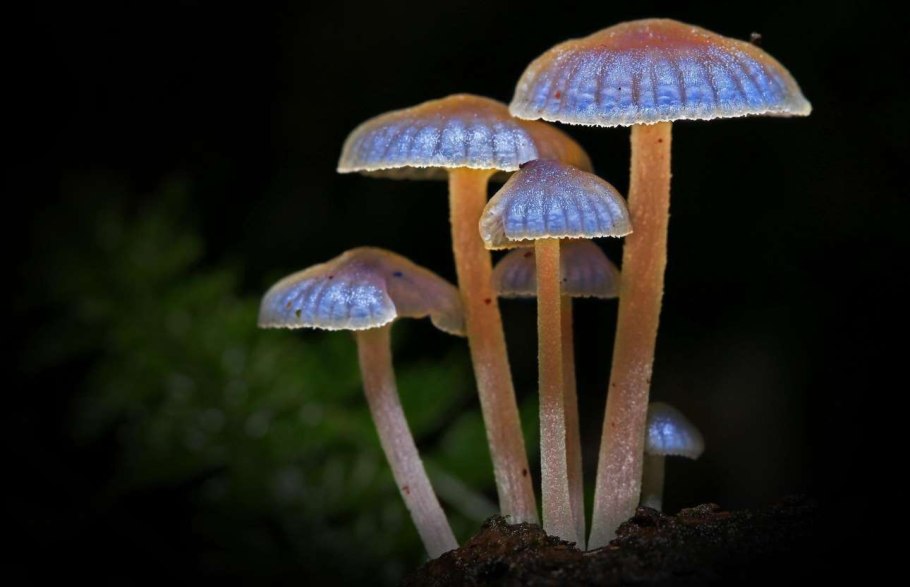 Mycena LUXAETERNA