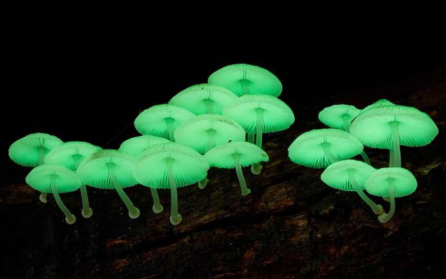 Хлорофос Mycena