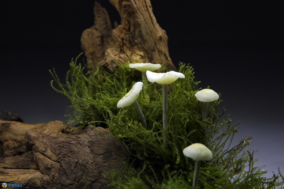 Гриб Mycena