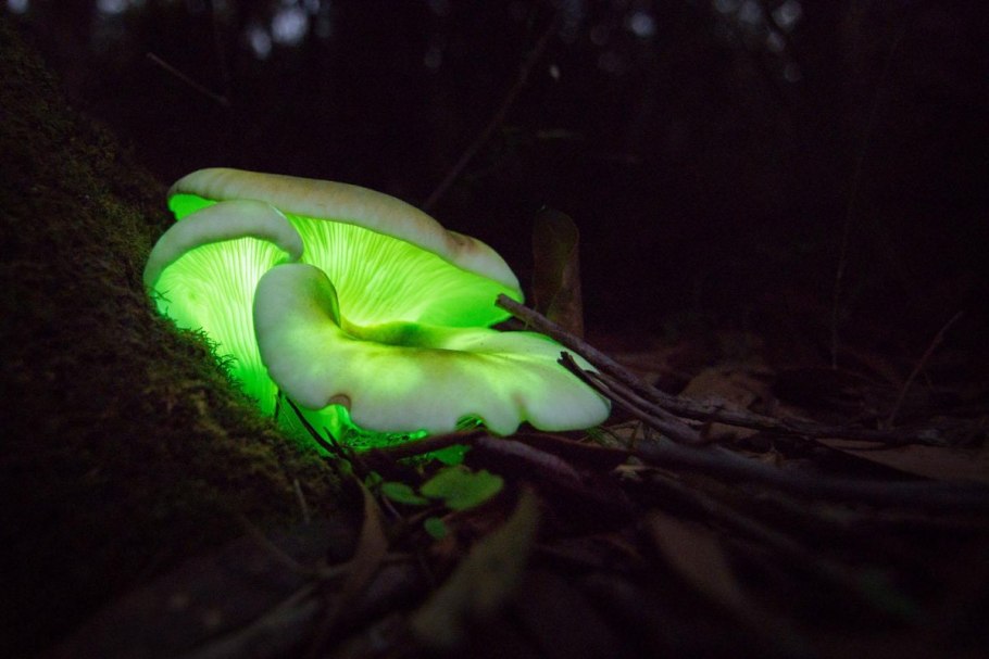 Poromycena manipularis