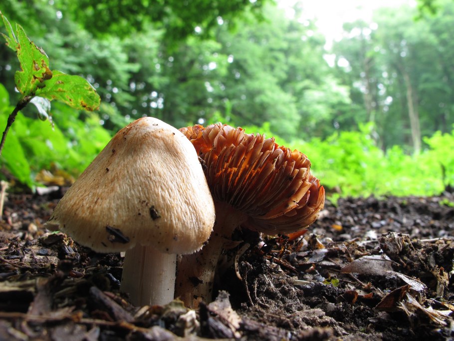 Съедобные грибы Кемеровской области