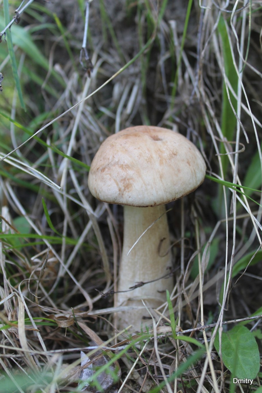 Белый гриб колосовик