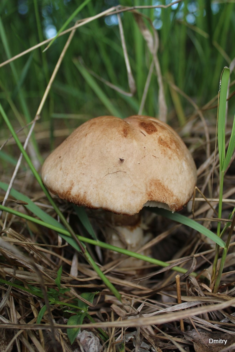 Грибы обабок ядовитые