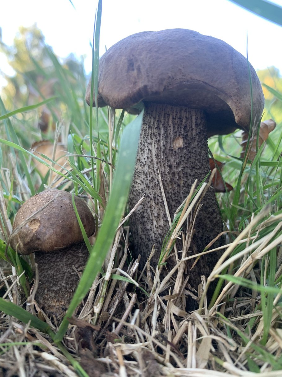 Колосовики в Ленинградской области