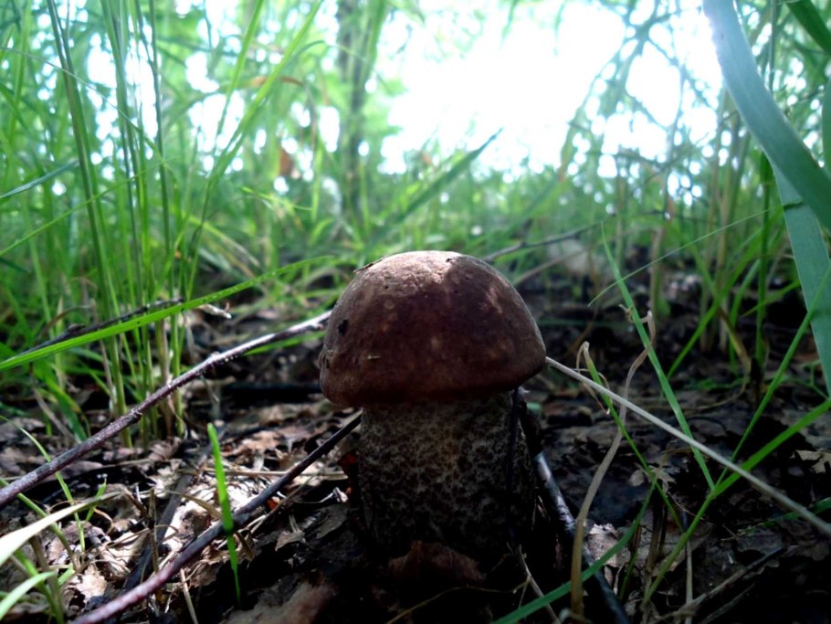 Гриб колосовик