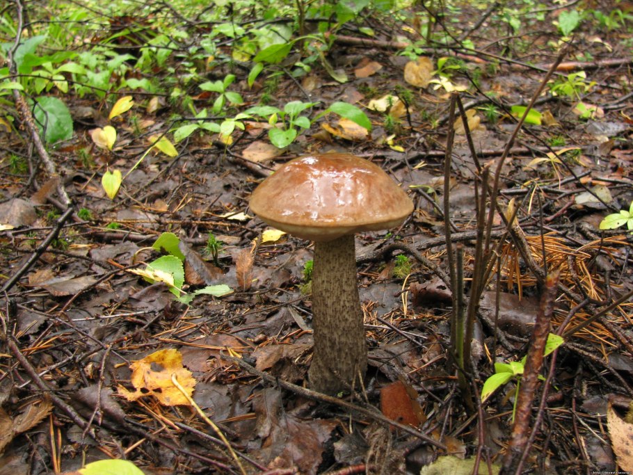 Колосовики грибы фото