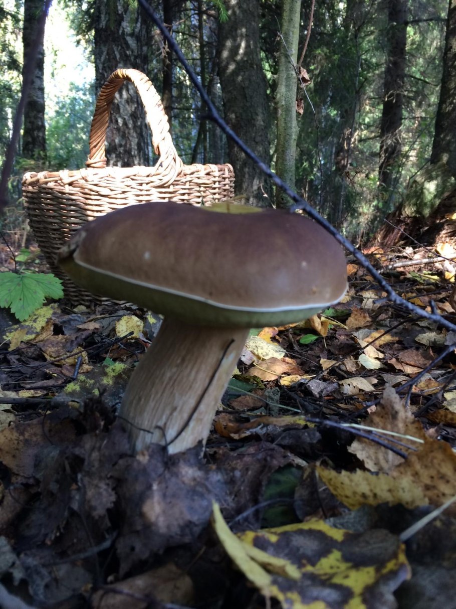 Матокса грибы