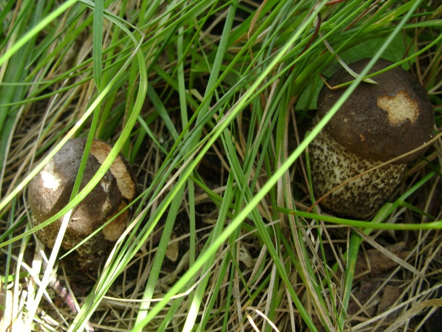 Белый гриб Чеховский район