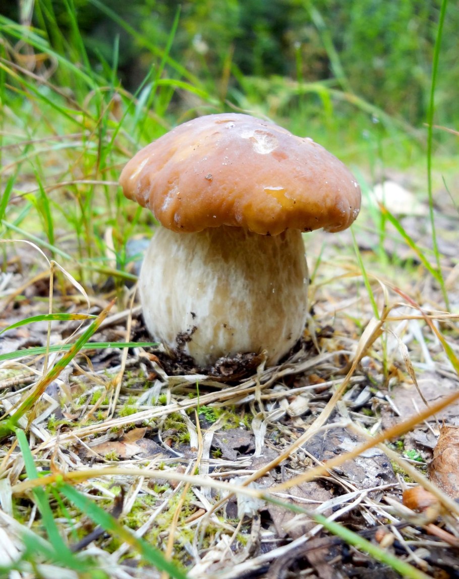 Белый гриб колосовик