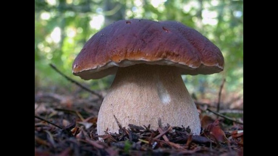 Род Боровик какие грибы