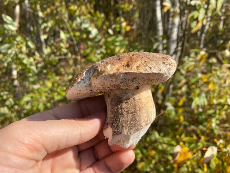 Польский гриб ЛЕНОБЛАСТЬ