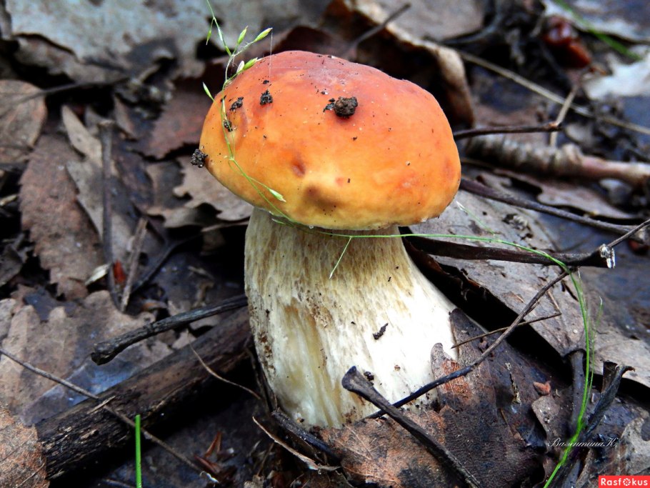 Двойник подберезовика