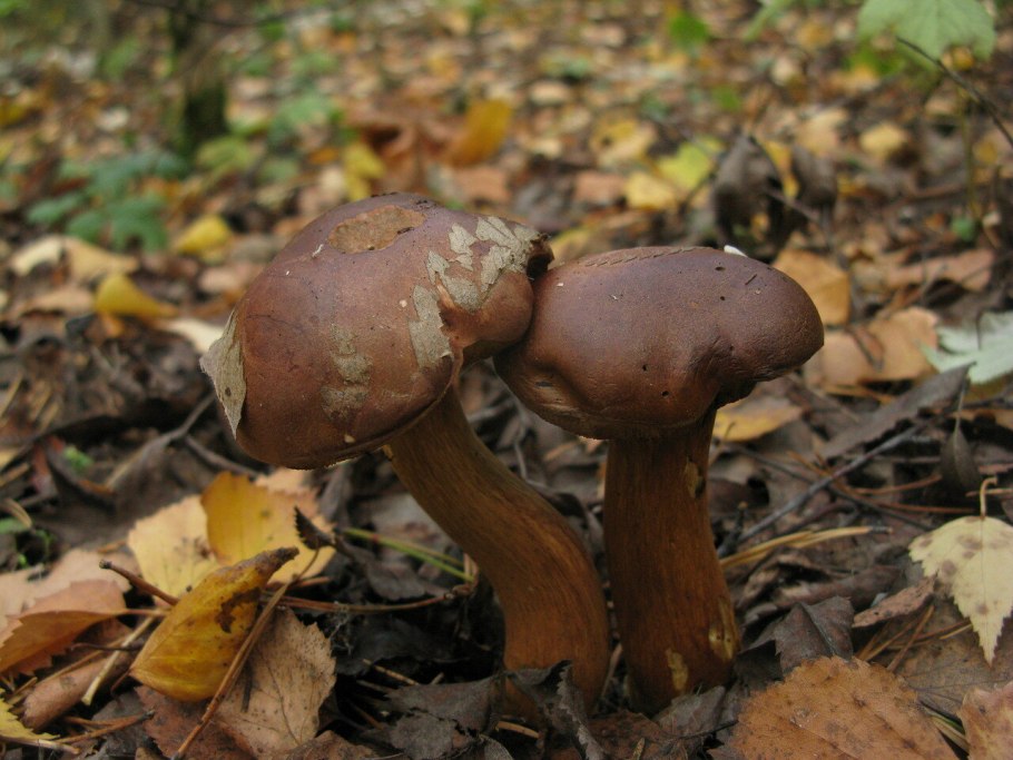 Как выглядит гриб голосовик