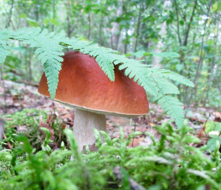 Польский подберёзовик гриб