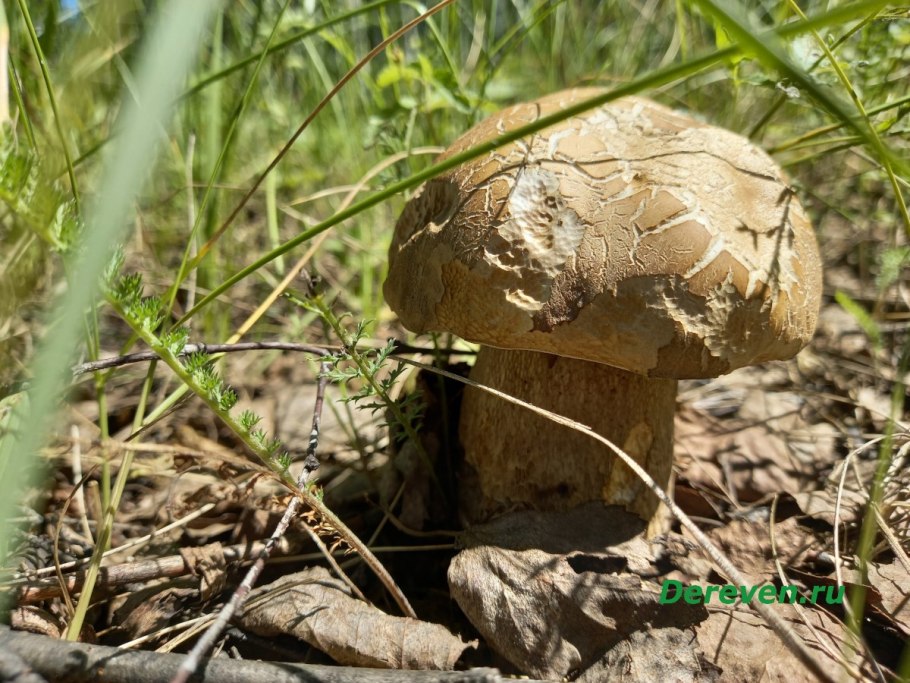 Грибы колосовики 2020