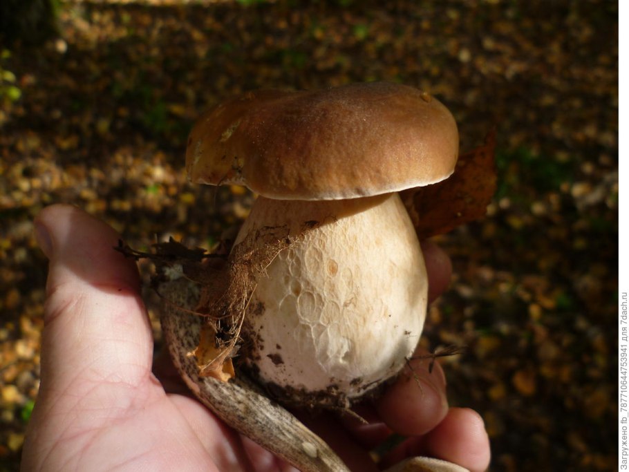 Белый гриб колосовик