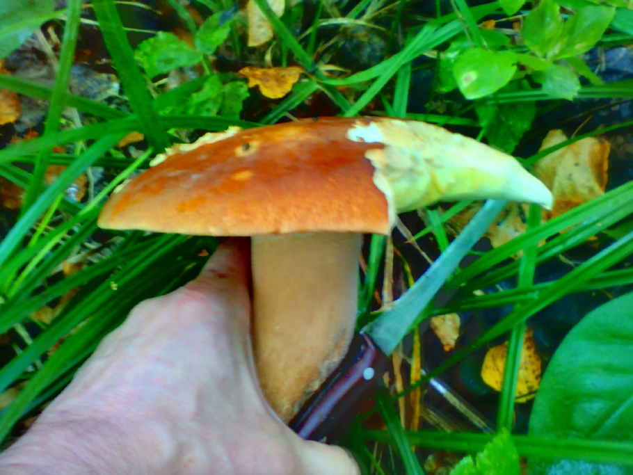 Грибы Архангельской области