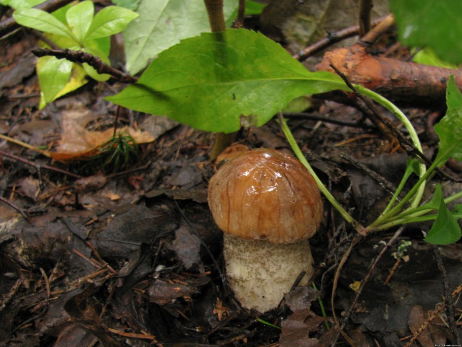 Маслёнок подберезовик