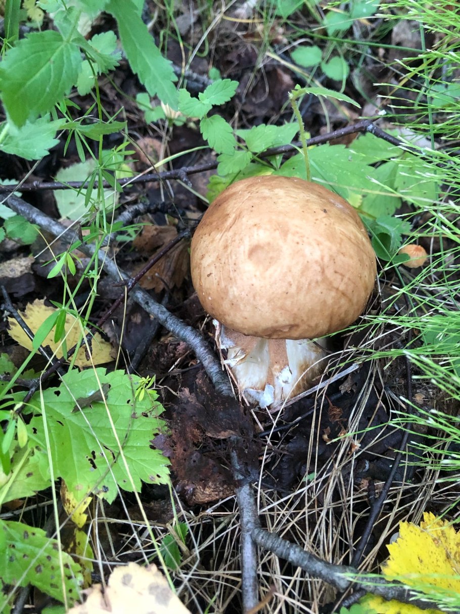 Знак съедобные для грибов