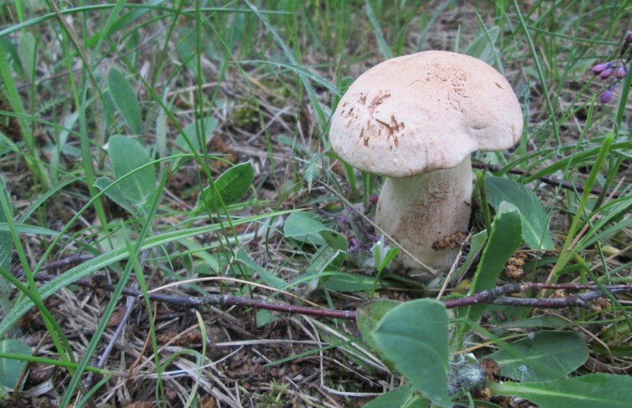 Гриб богатырь