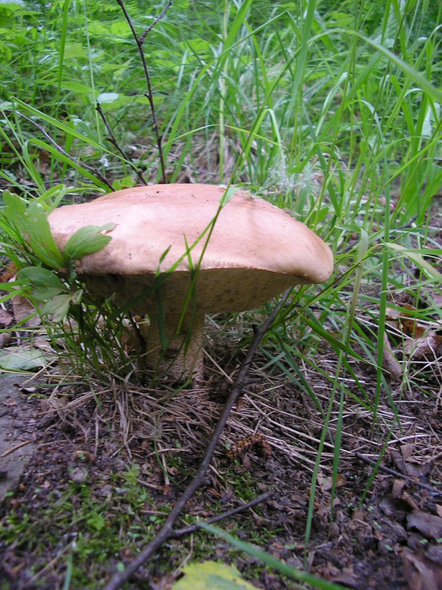 Геофильные грибы