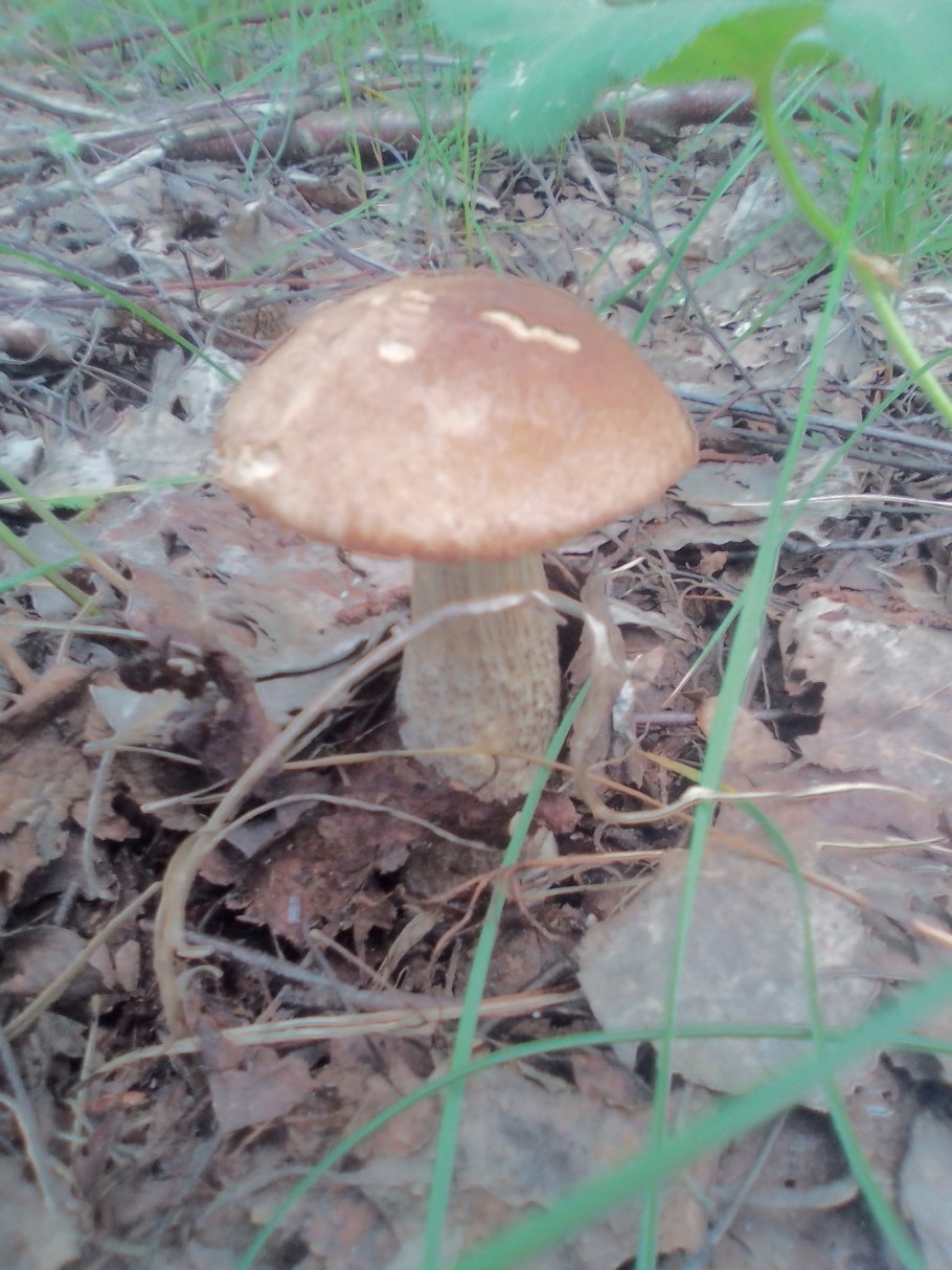 Белый гриб колосовик