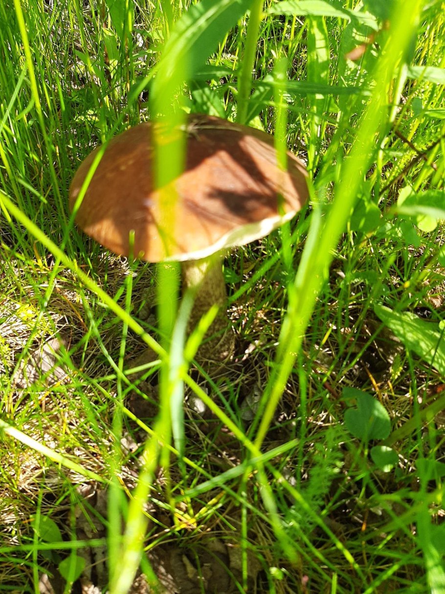 Грибы Чукотки красноголовик