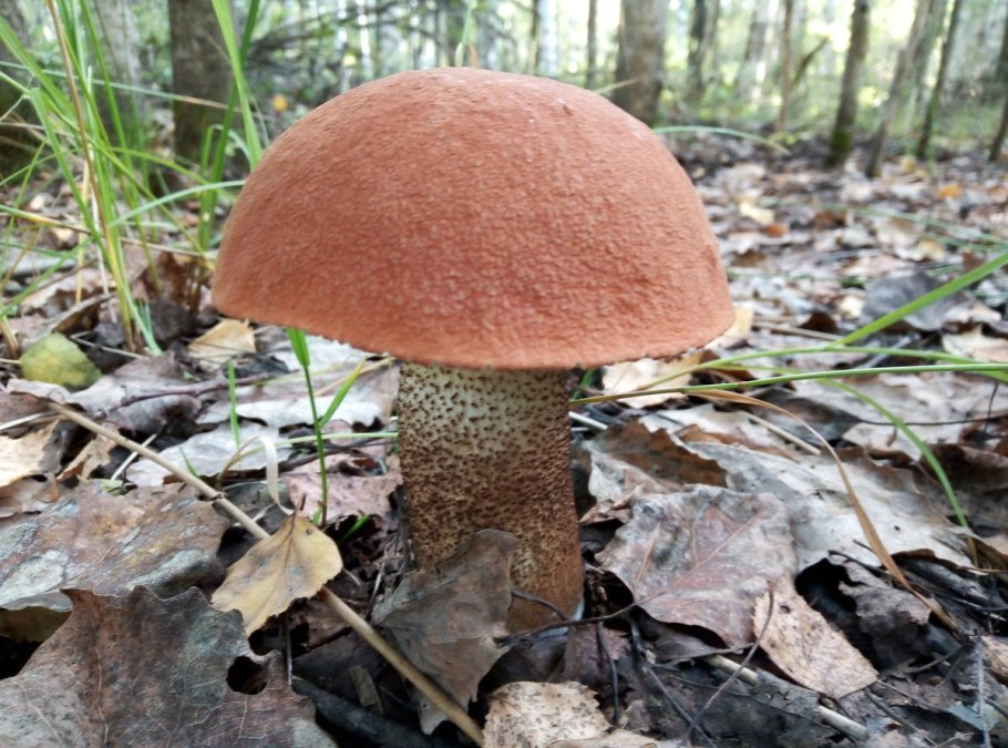 Бе́лый гриб берёзовый