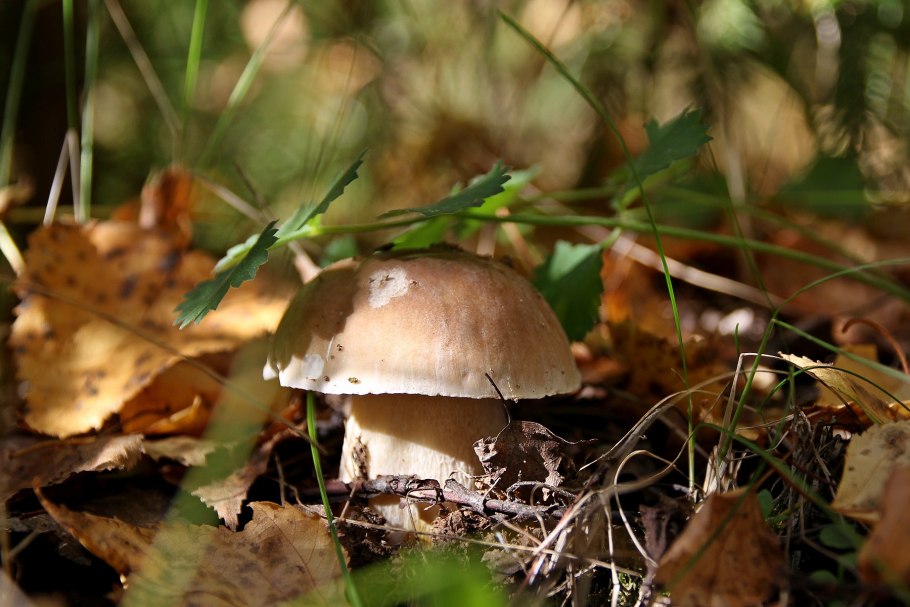 Белый гриб берёзовый boletus betulicola