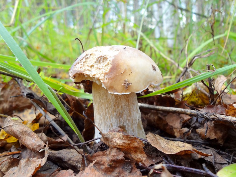 Белый гриб берёзовый Boletus betulicola