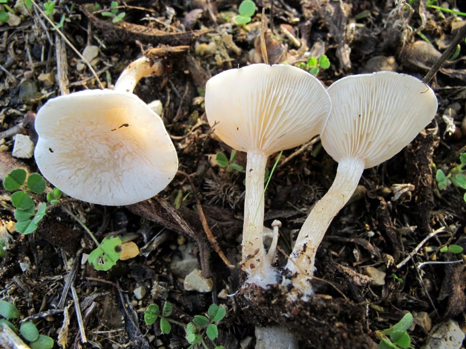 Говорушка подогнутая (Clitocybe geotropa)