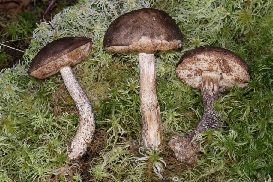 Грибы под березой