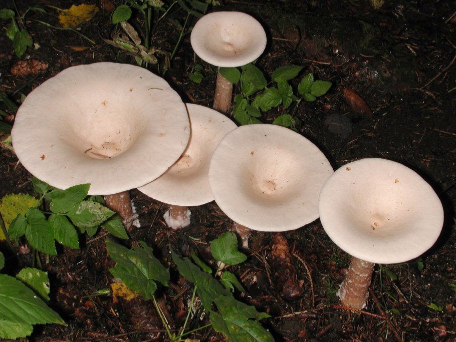 Говорушка восковатая.Clitocybe cerussata