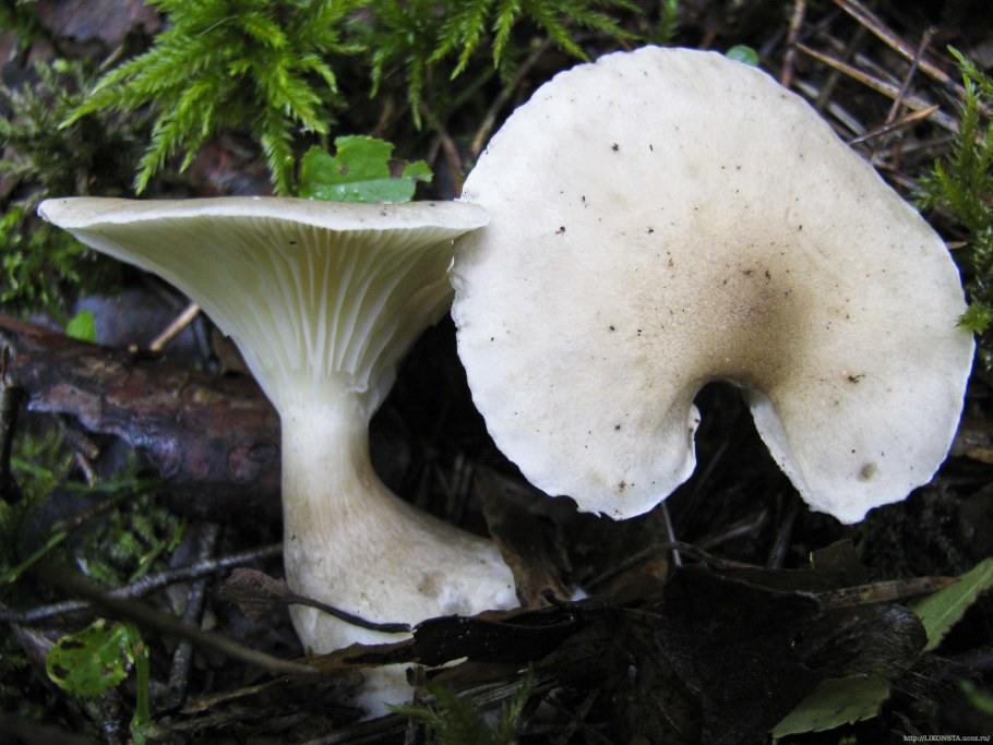 Говорушка белёсая Clitocybe candicans