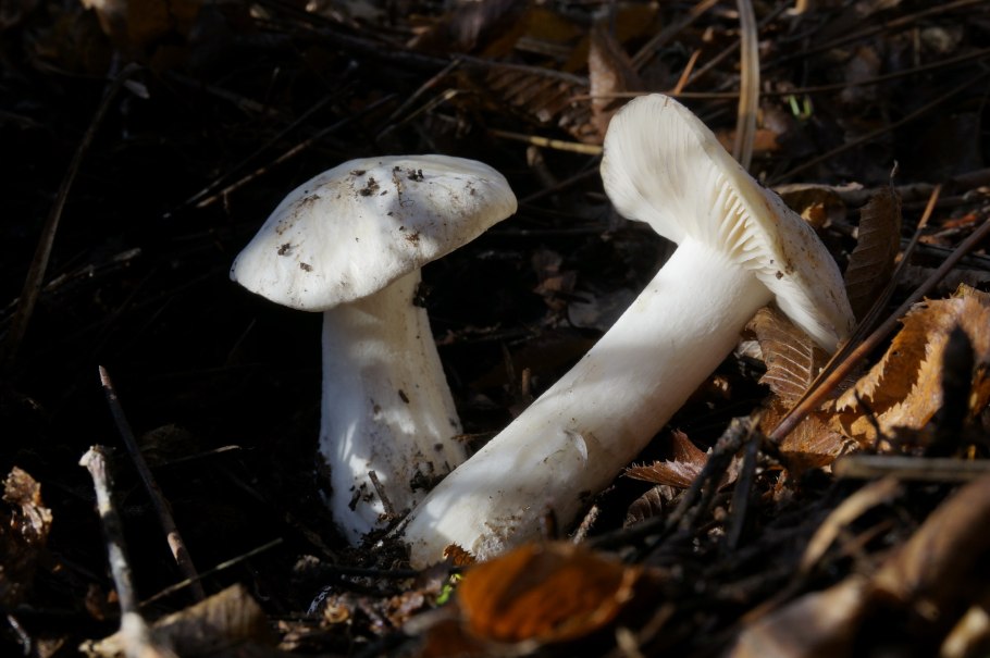 Говорушка беловатая (Clitocybe rivulosa)