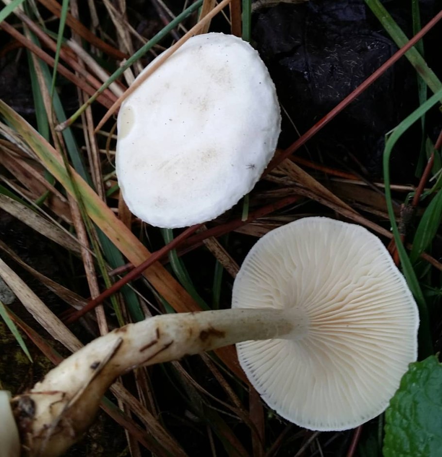 Говорушка беловатая (Clitocybe dealbata)